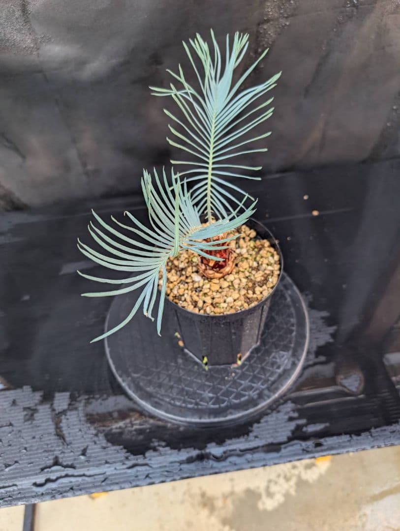 決算創業祭 お買い得 サイカス カイルンシアナ ブルー