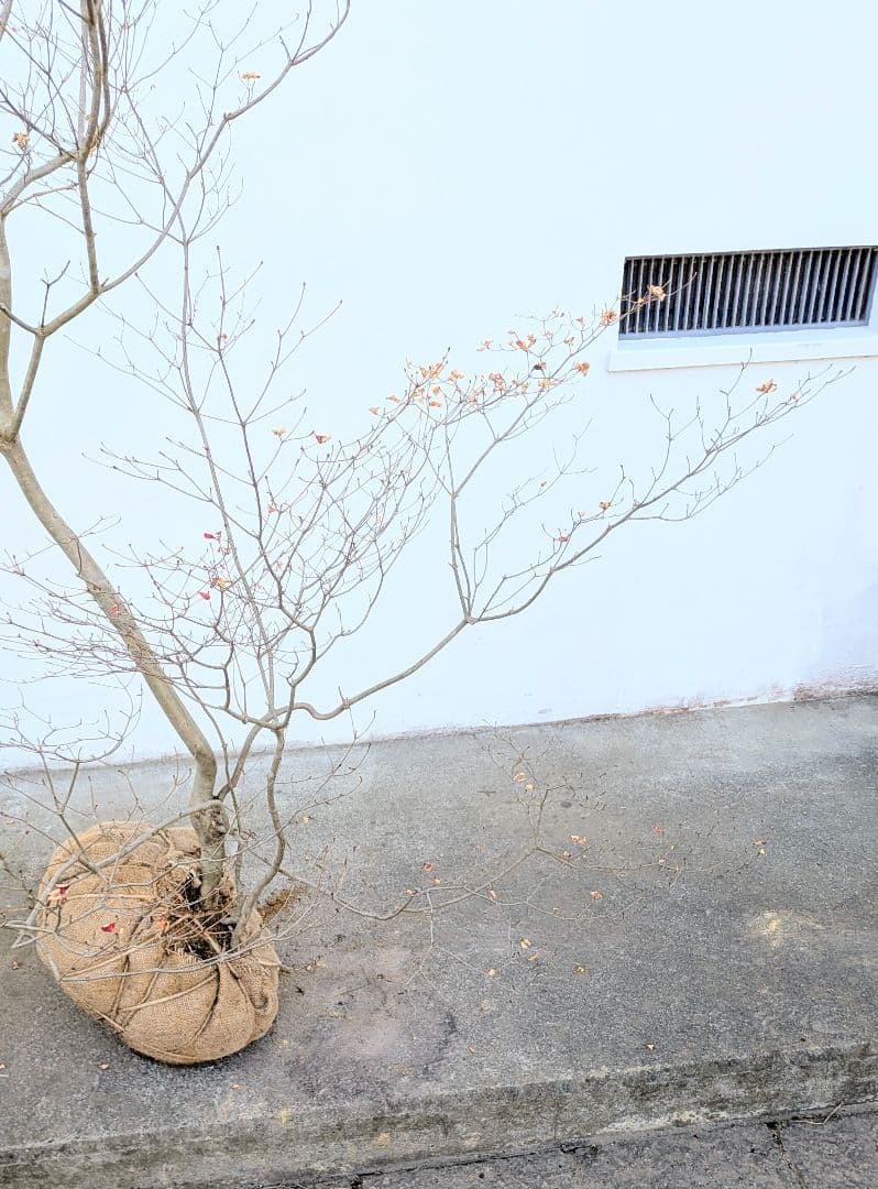 容貌優美。山採りドウダンツツジ。