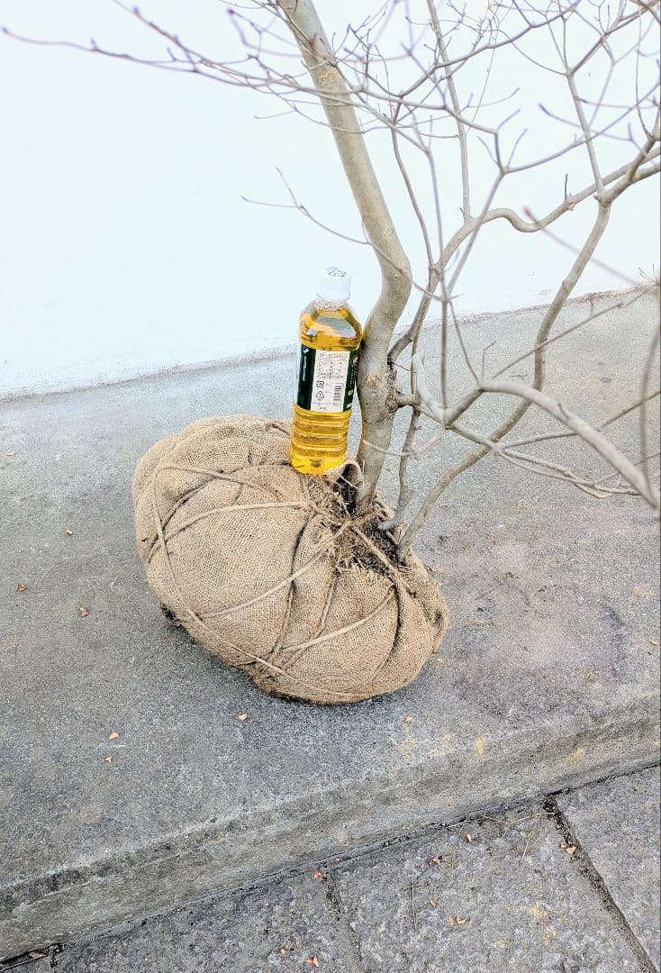 容貌優美。山採りドウダンツツジ。