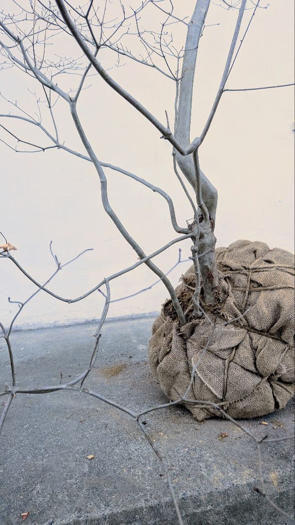 容貌優美。山採りドウダンツツジ。