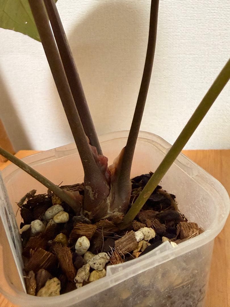 ＊アンスリウム　ミシェル　ドックブロック 3.5号＊