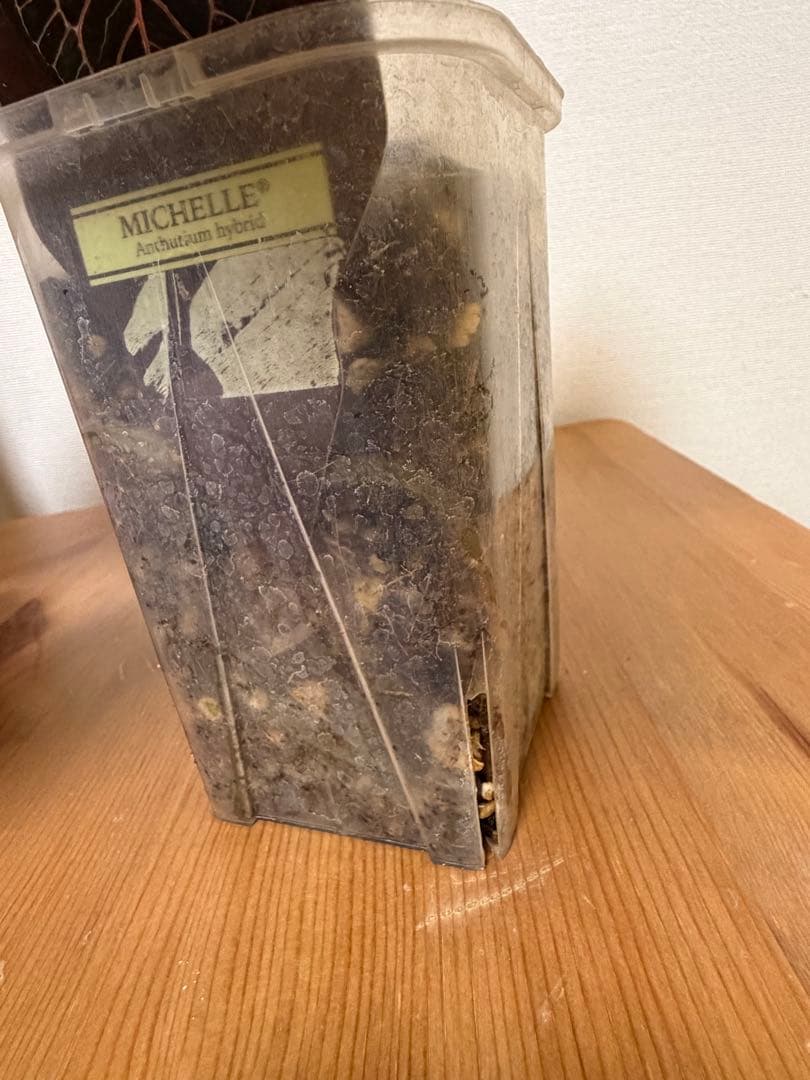 ＊アンスリウム　ミシェル　ドックブロック 3.5号＊