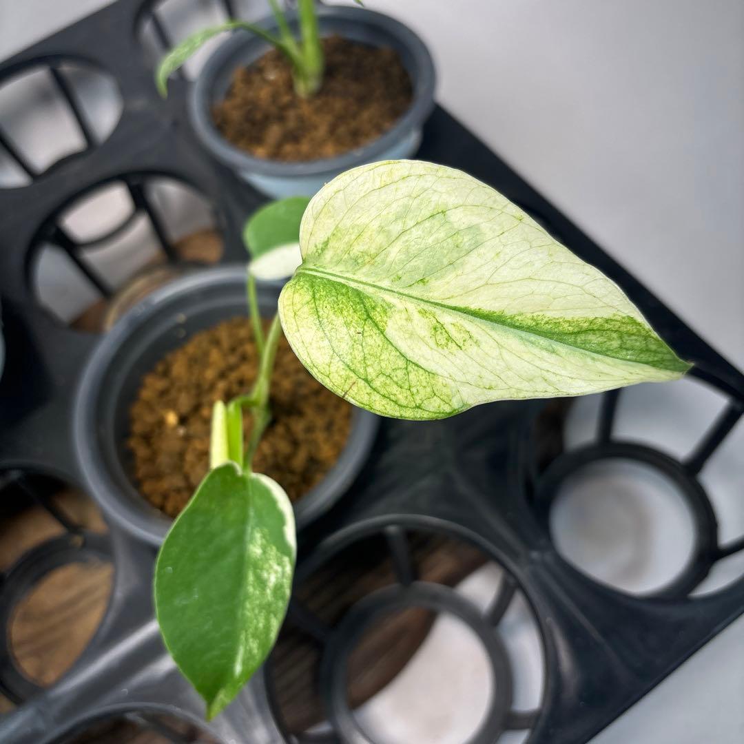 ぴ*く様 5株セットms40【特別選抜】ホワイトモンスター／天津蘭 モンステラ斑