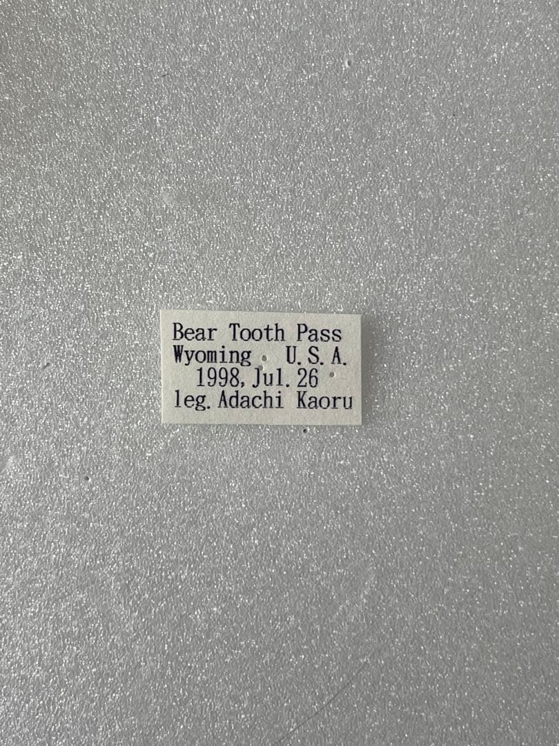 P・スミンテウス（1メス、ワイオミング州/アメリカ）