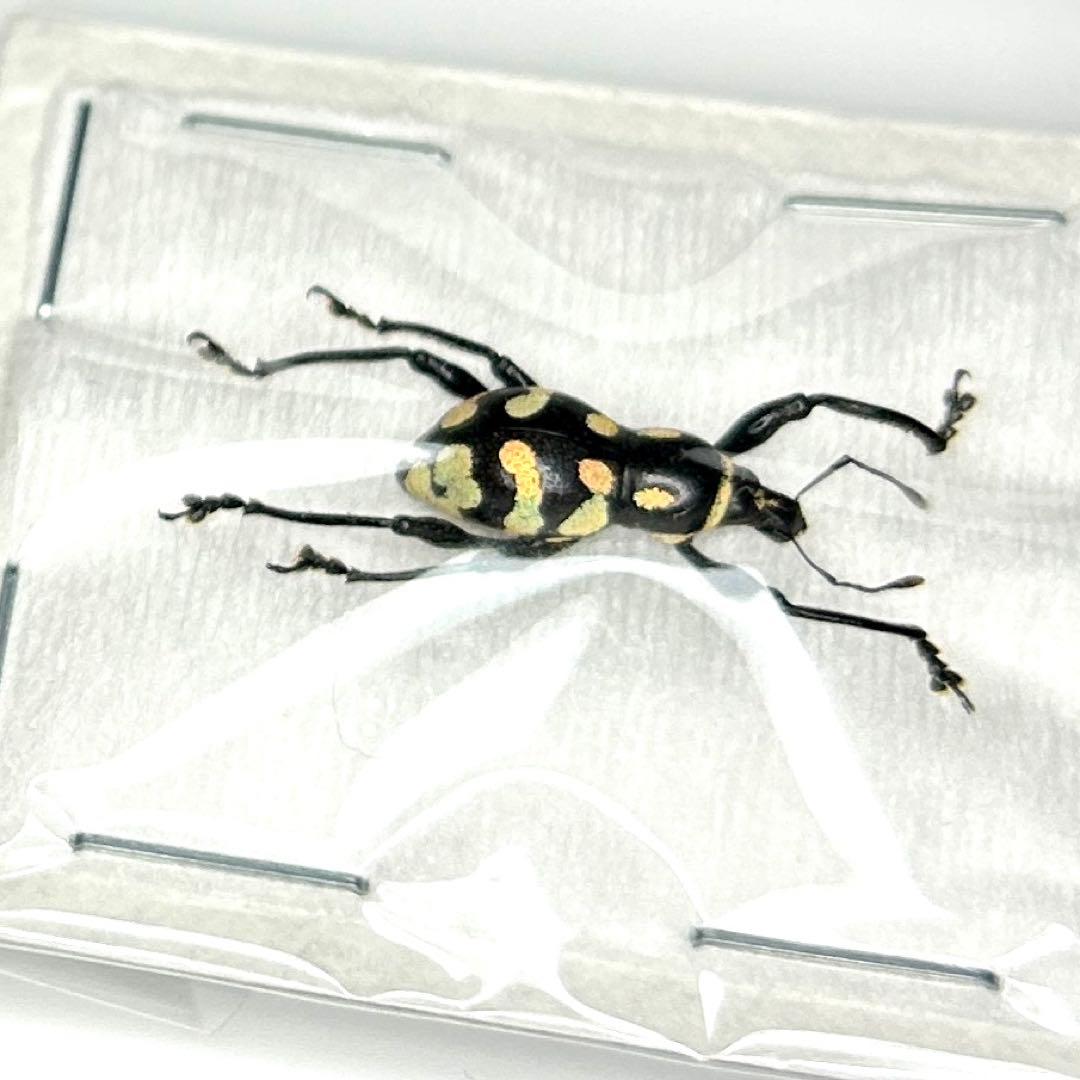 お値下げ終了01113 カタゾウムシ　12頭セットＣ