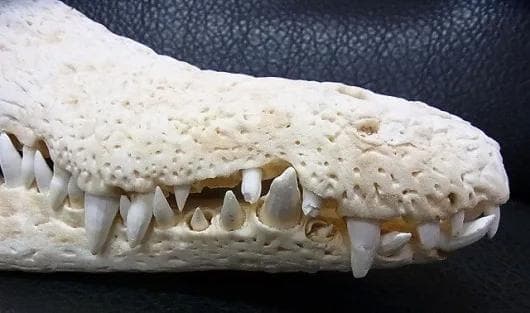 貴重！迫力サイス！45ｃｍ ナイルワニ （Nile crocodile） 頭骨