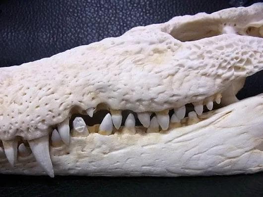 貴重！迫力サイス！45ｃｍ ナイルワニ （Nile crocodile） 頭骨