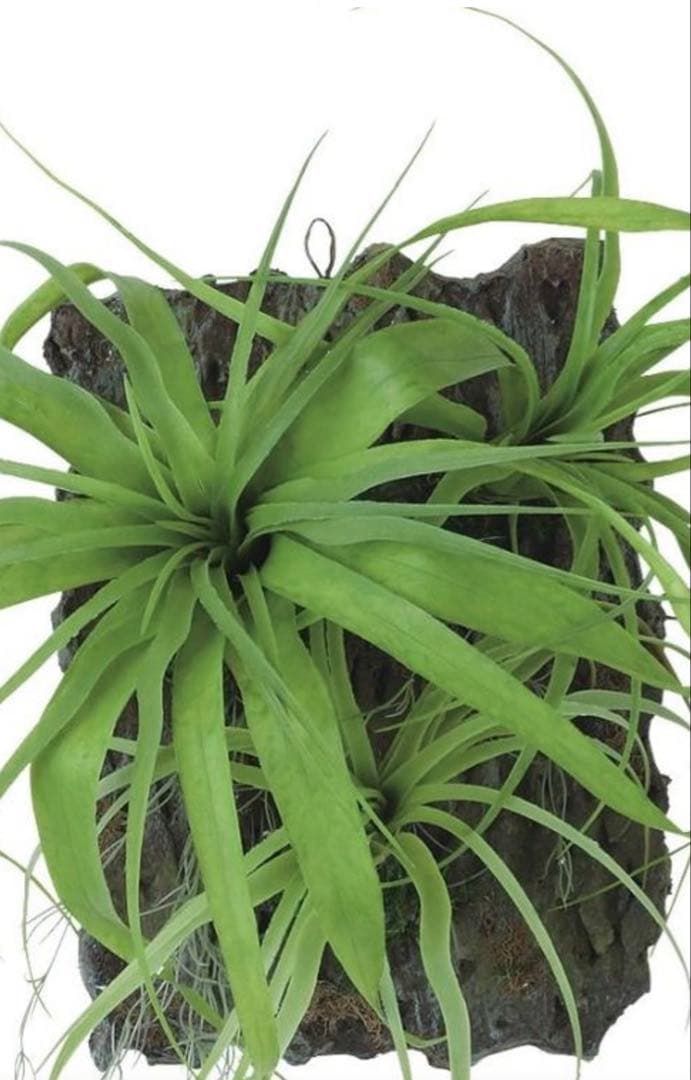 光触媒　人工観葉植物　ウォールグリーン　フェイクグリーン　チランジアデコ35