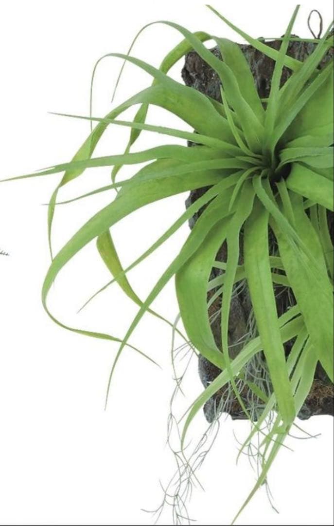 光触媒　人工観葉植物　ウォールグリーン　フェイクグリーン　チランジアデコ35