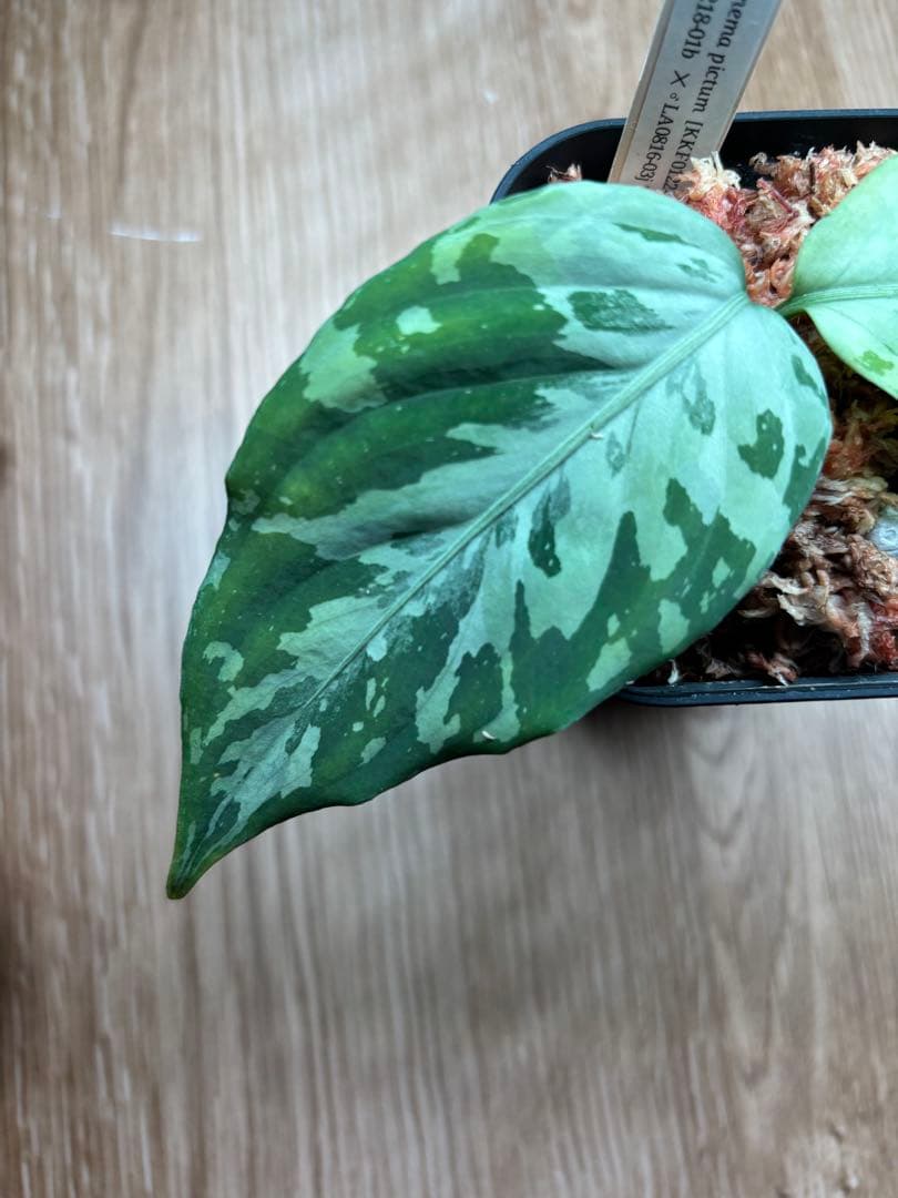 アグラオネマピクタム[KKF0122-f1-2/2] 正規タグ付き