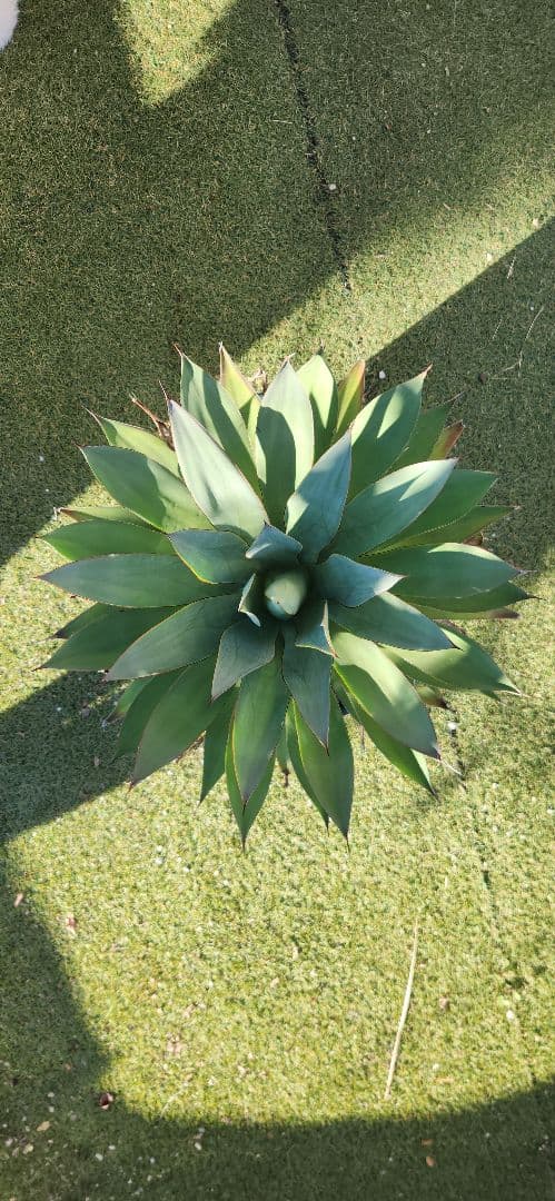 アガベ　ブルーグロー　ビッグサイズ
