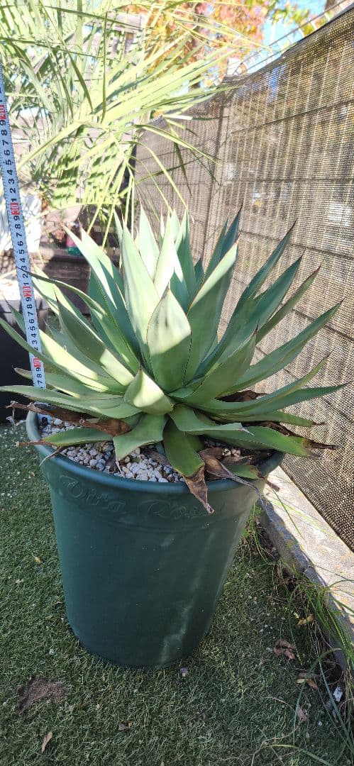 アガベ　ブルーグロー　ビッグサイズ