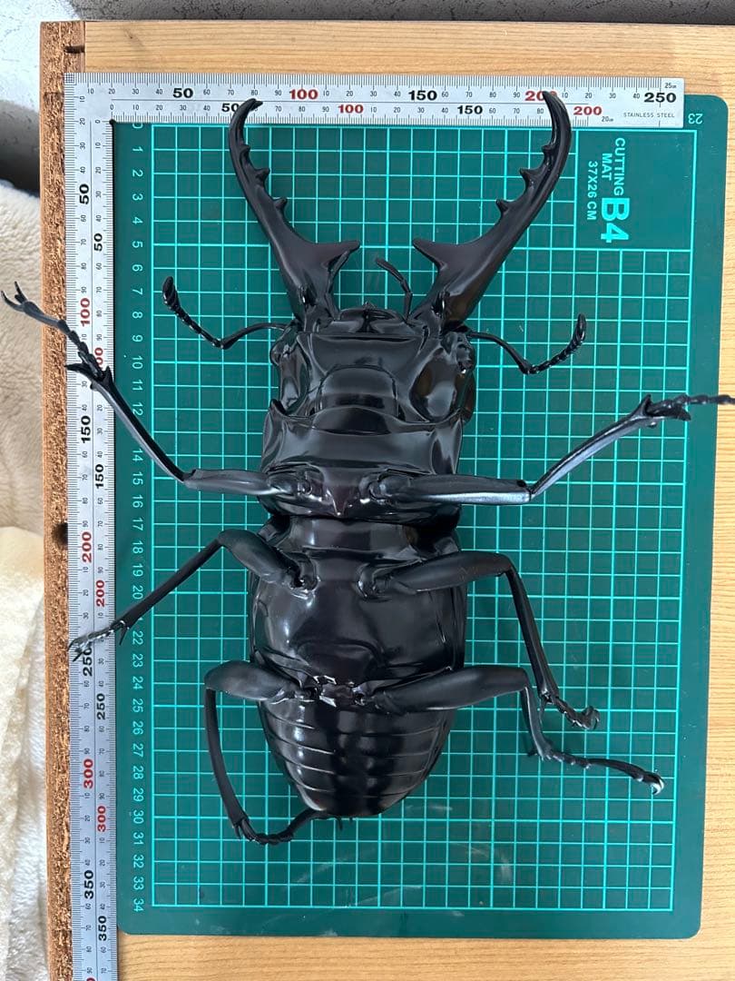 クワガタ虫　　模型