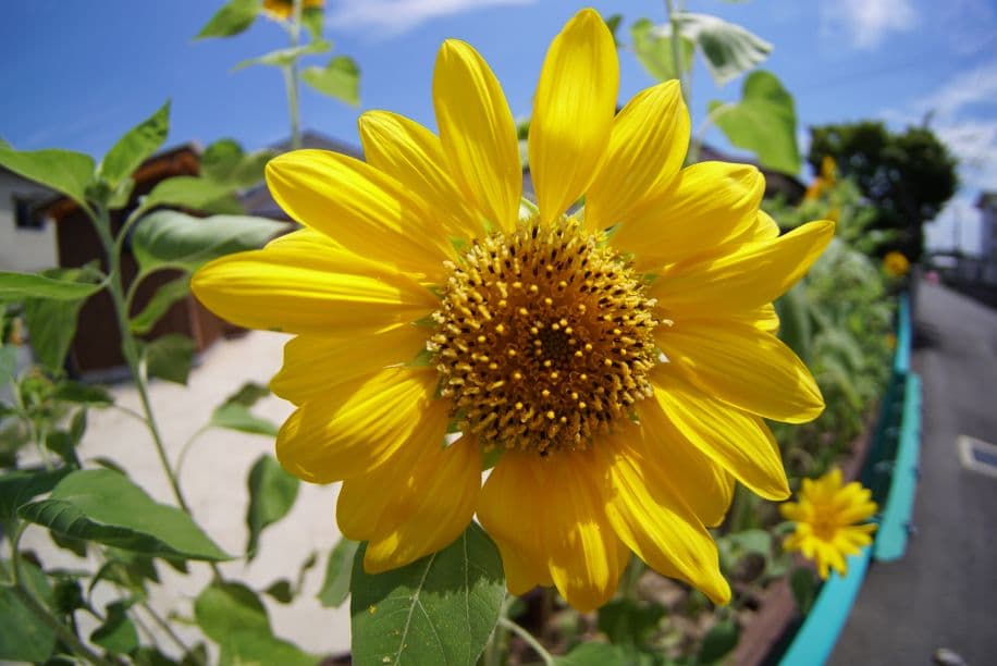 唯一無二！SONY　Eマウント対応魚眼レンズ！フィッシュアイレンズ！美品　良画質