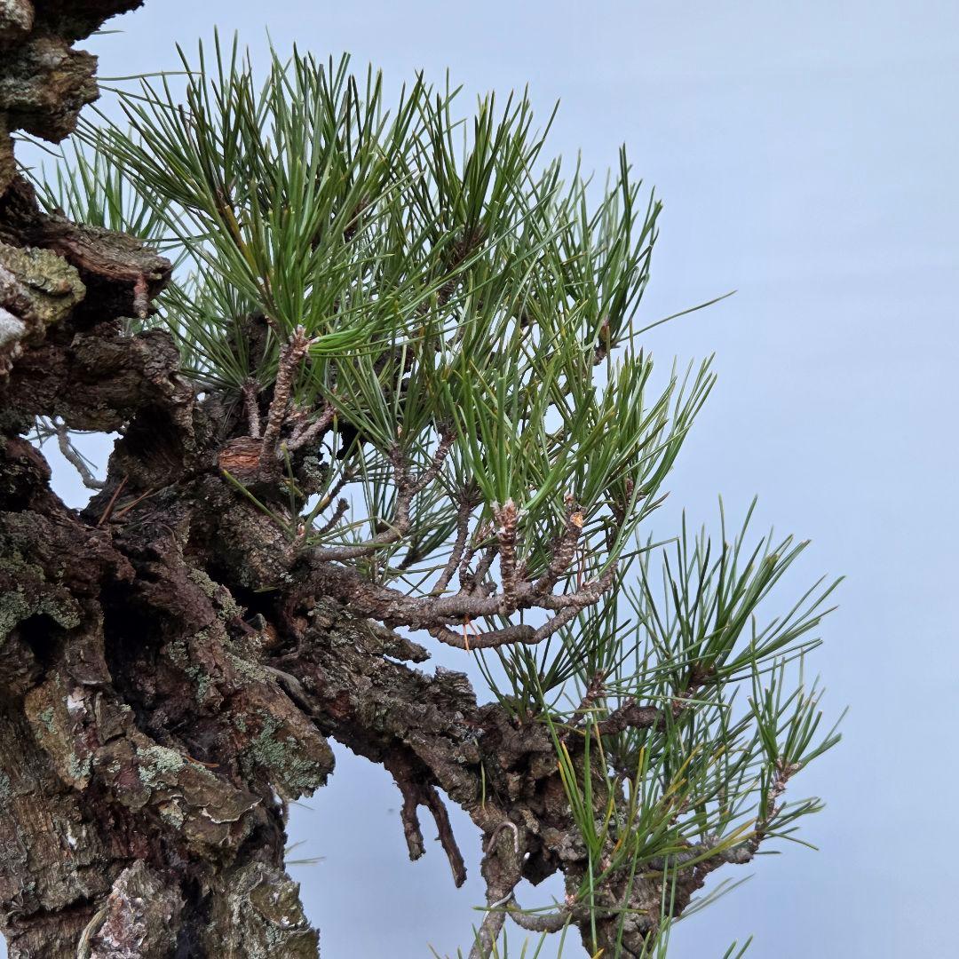 錦松　[模様木]　大品盆栽