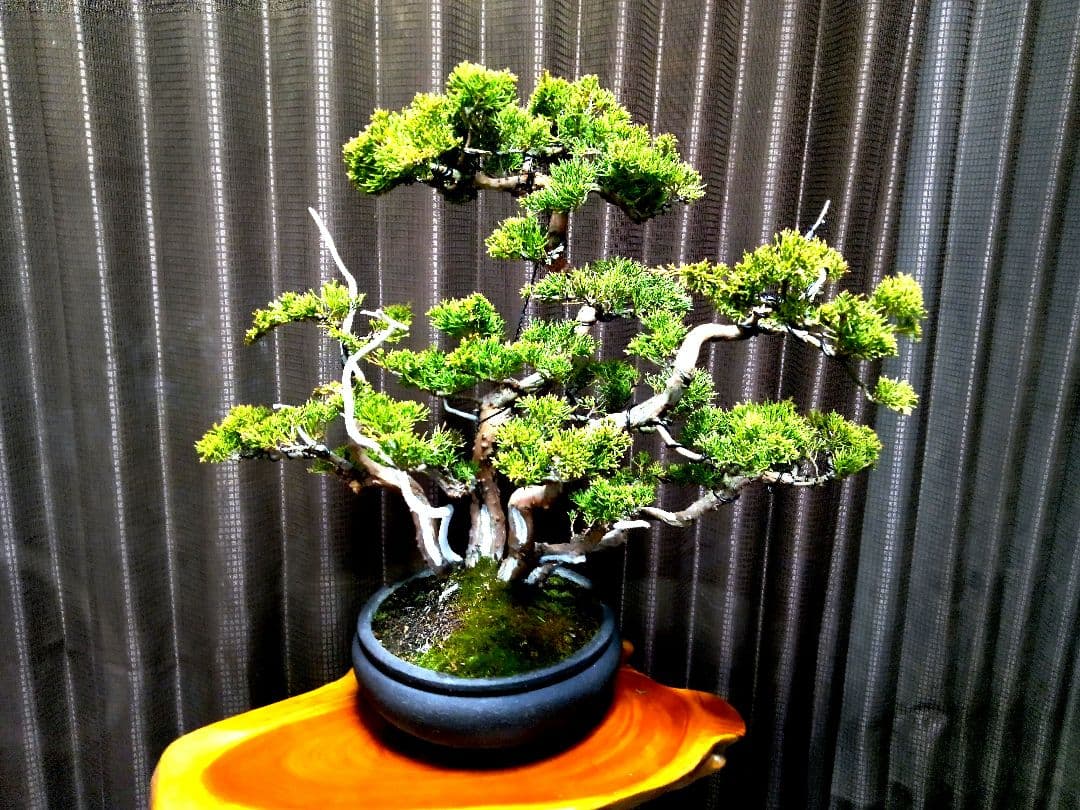 【中品 株立 真柏盆栽】　　　　⭕霜焼け→春には緑色❗