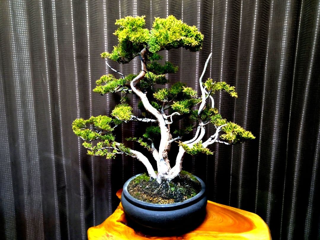 【中品 株立 真柏盆栽】　　　　⭕霜焼け→春には緑色❗