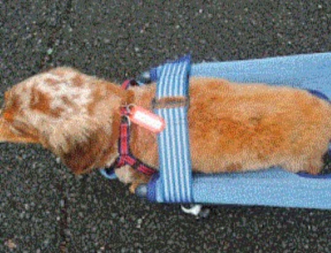 犬の四輪歩行器(小型犬シートタイプ)