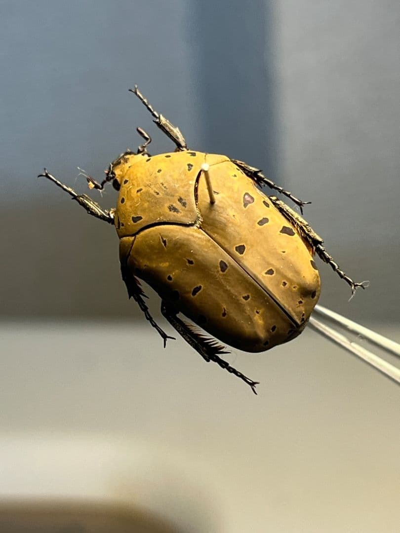 ヒョウモンアヤヒシムネハナムグリ 標本 カナブン プラチナコガネタマムシコメツキ