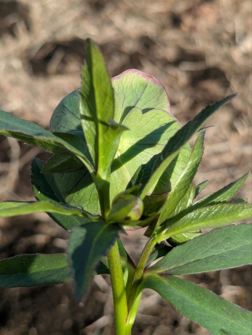 クリスマスローズ 高橋育苗 リトルビースト ファントム dd ワイルドベイン