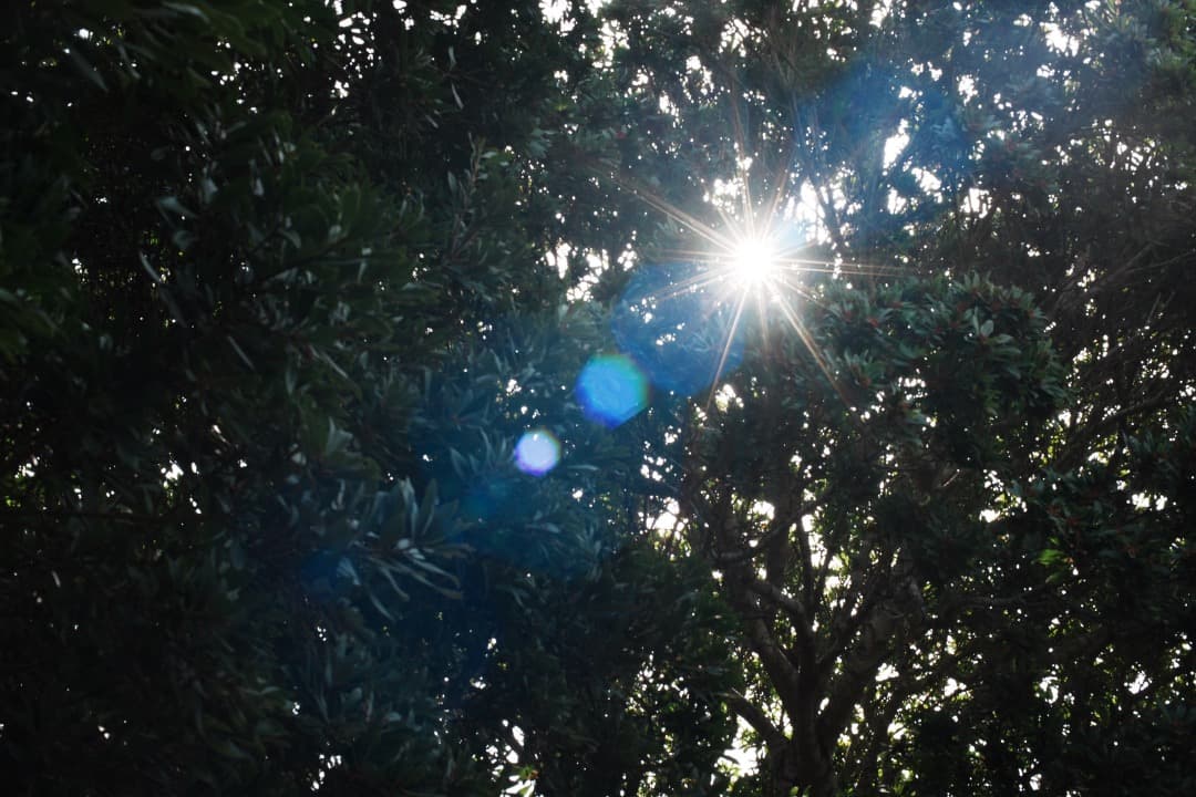 【極美品】AF◎ ニコン Ai AF Nikkor 50mm F1.4 D 15