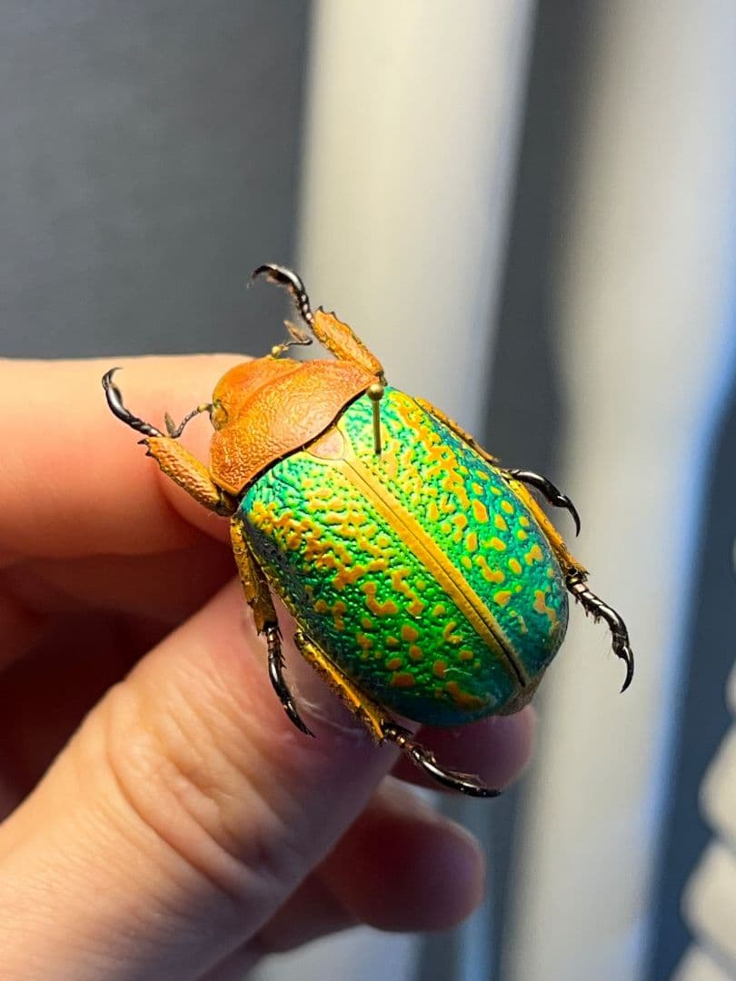 【31mm】ヴィクトリナウグイスコガネ　プラチナコガネ　標本　カナブンハナムグリ