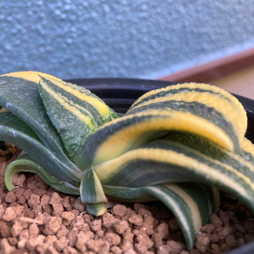 ガステリア 臥牛錦　斑入り良