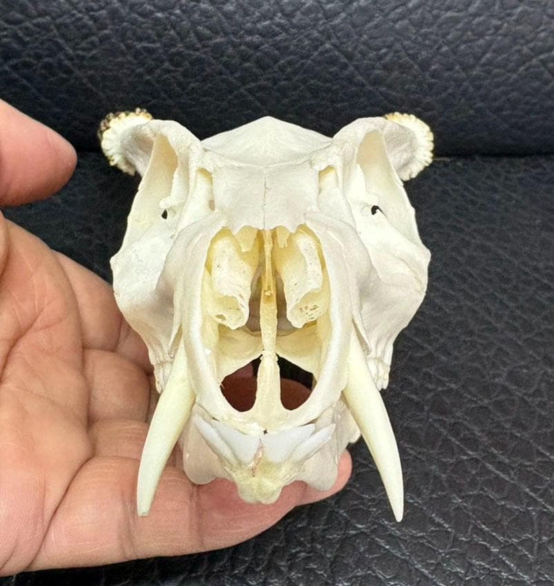 良品！ キョン（ヨツメジカ）Muntjac 頭骨　A