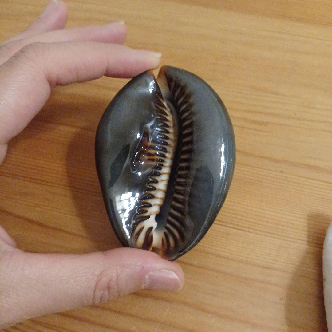 タカラガイ　ウミウサギガイ　屋久島天然