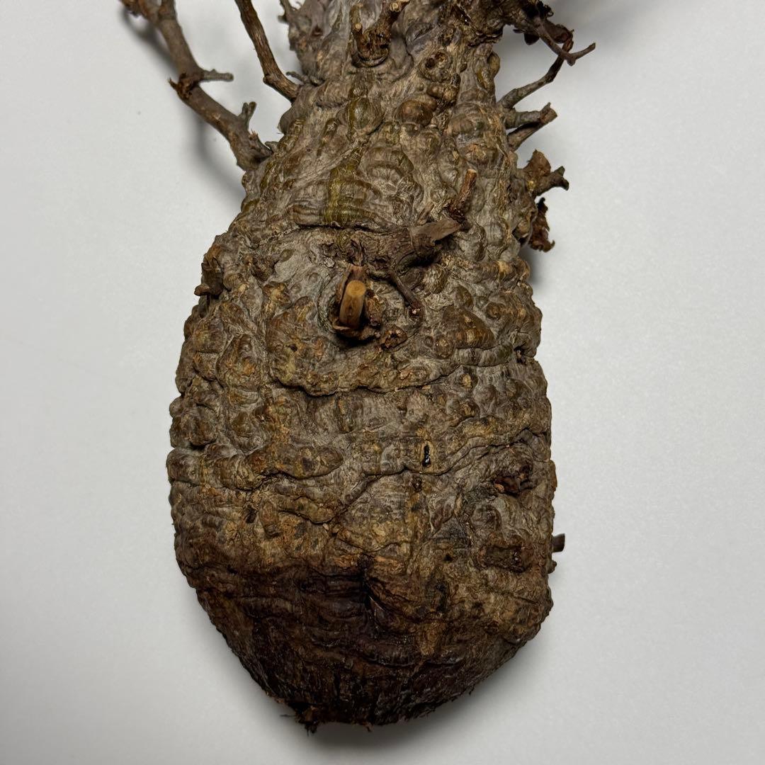 オペルクリカリア パキプス 現地株 ベアルート