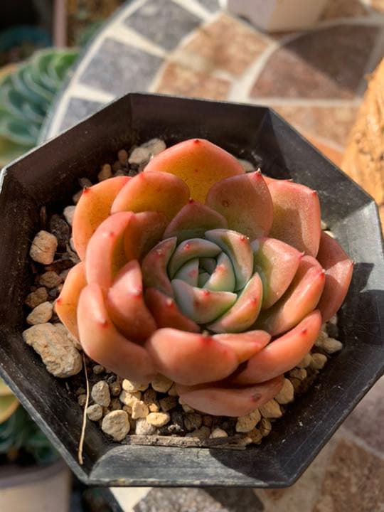 ✧༺♥༻ Creamee  根付✧༺♥༻