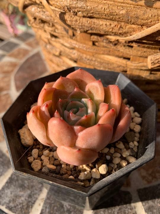 ✧༺♥༻ Creamee  根付✧༺♥༻