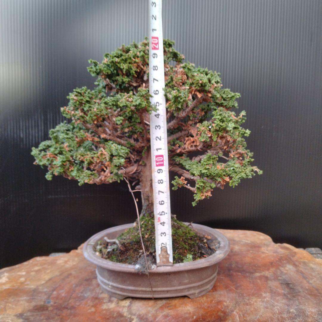 石化ヒノキ盆栽、小品盆栽