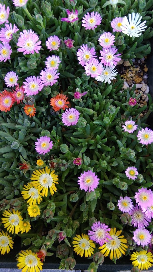 デロスペルマ 砂漠の宝石 カット苗 オレンジ & ピンク