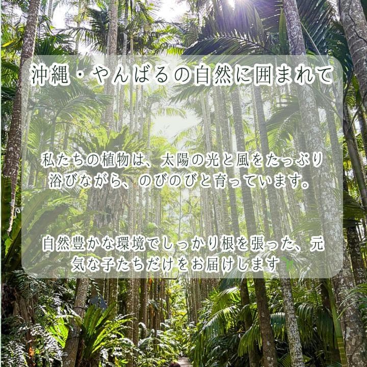 パキラ ミルキーウェイ 四箇所接木仕立て｜約65cm｜5号鉢｜無機質用土