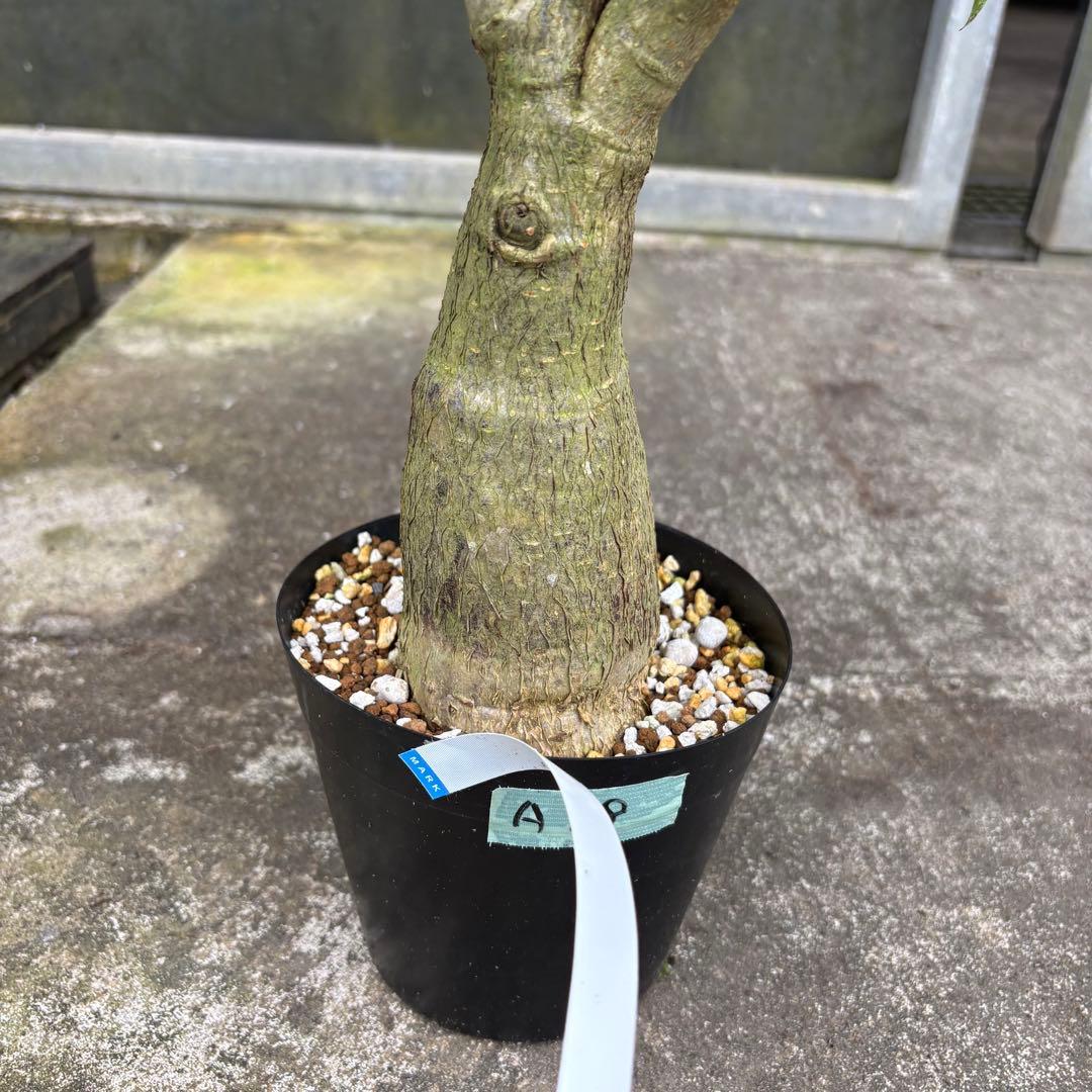 パキラ ミルキーウェイ 四箇所接木仕立て｜約65cm｜5号鉢｜無機質用土