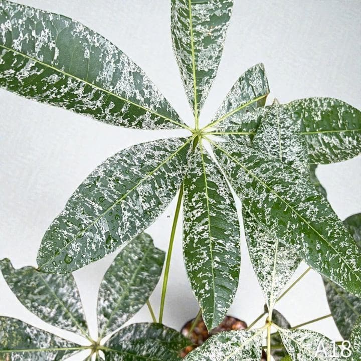 パキラ ミルキーウェイ 四箇所接木仕立て｜約65cm｜5号鉢｜無機質用土