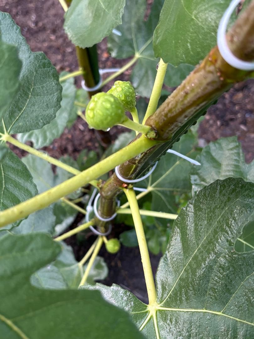 激ヤバ変態いらっしゃい　Campaniere Mutant　イチジク 穂木　　苗