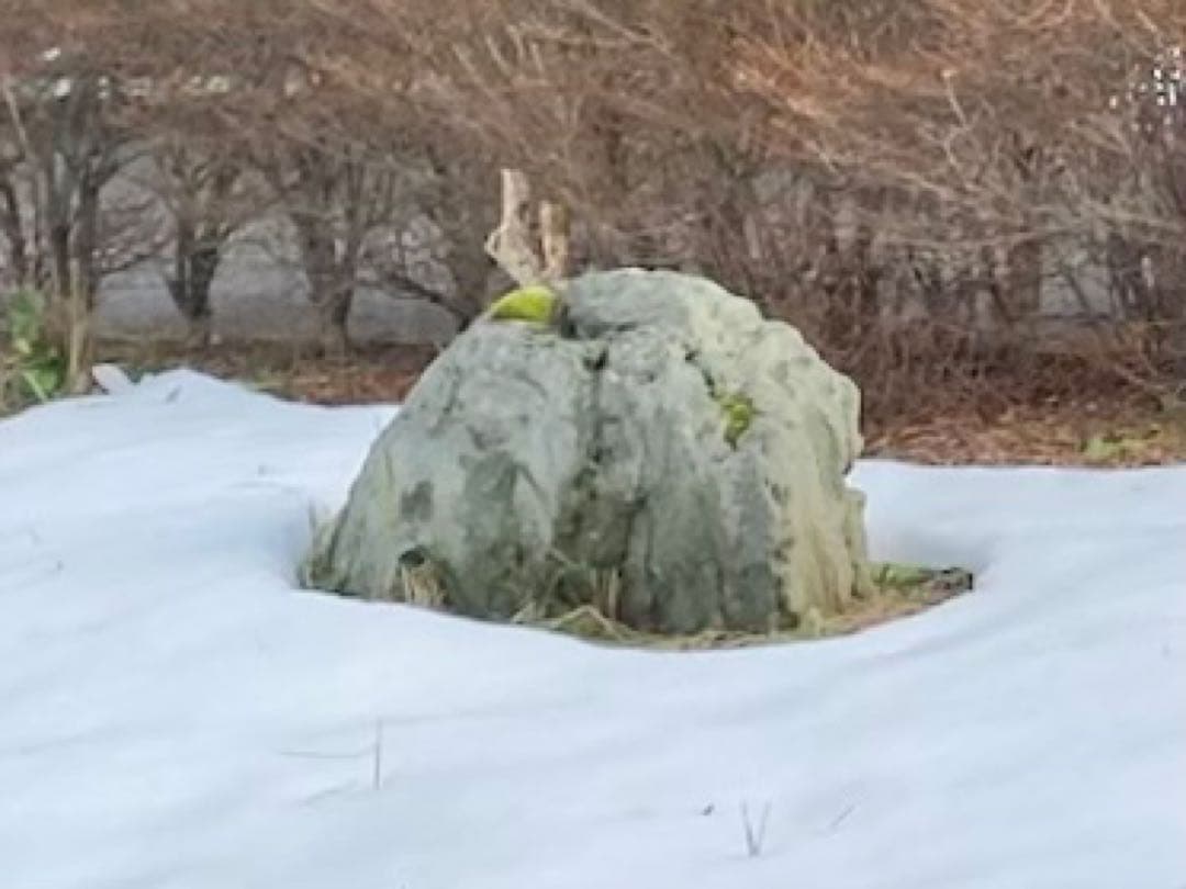 灰色 庭石 大 約140×40×50㎝ 苔付【石川県引き取り限定】まとめ割