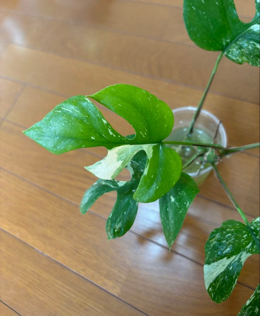 希少　ラフィドフォラテトラスペルマ　タイコンステレーション　カット苗　大株