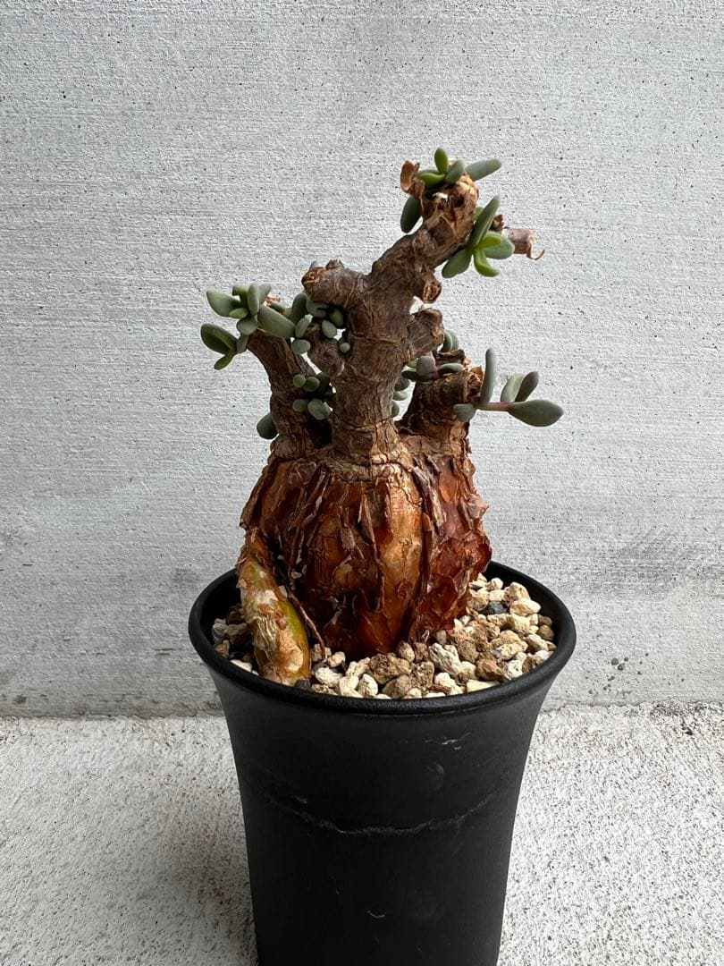 ⚡*️様 塊根部幅約6cm 発根済　ケラリアピグマエア　12