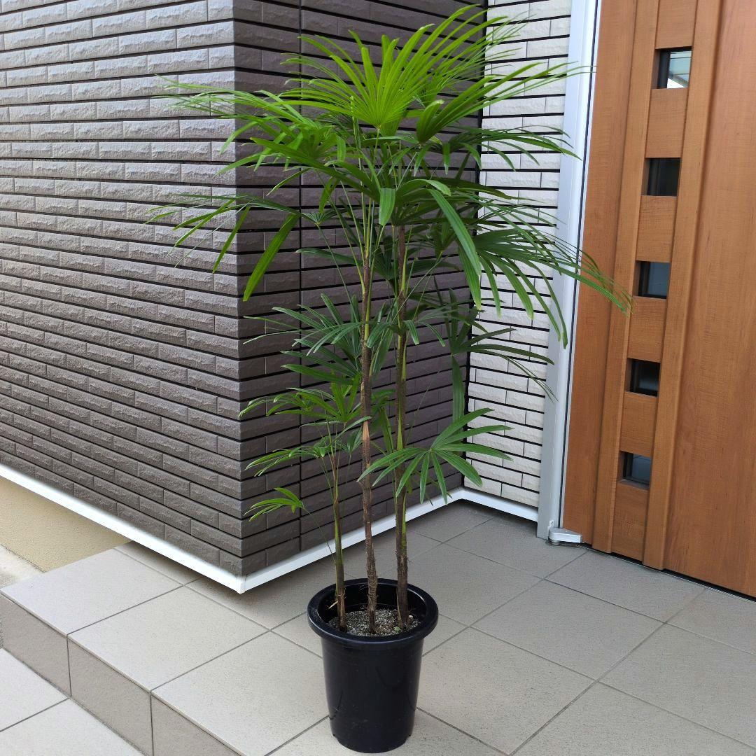 大型！観葉植物　棕櫚竹　シュロチク　開運招福　８号鉢