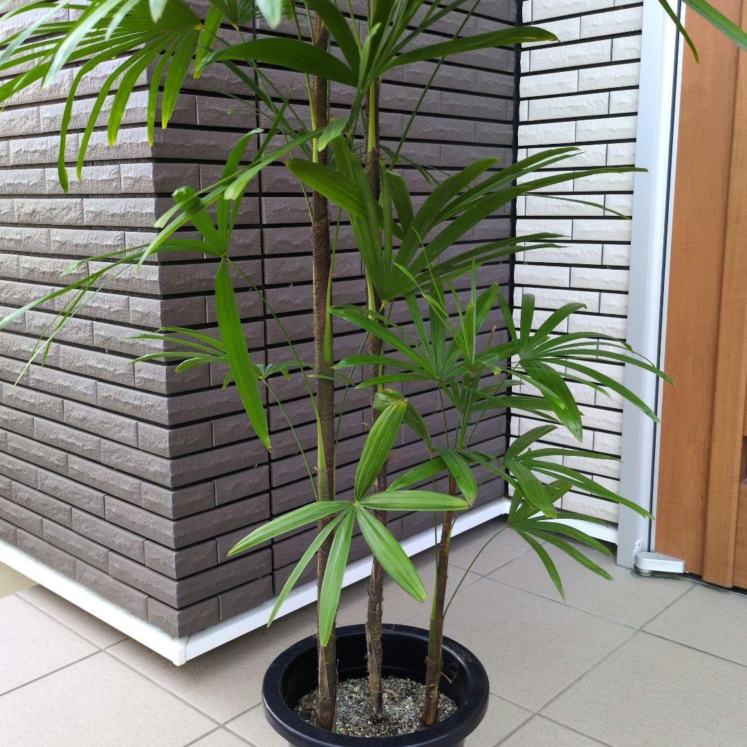 大型！観葉植物　棕櫚竹　シュロチク　開運招福　８号鉢