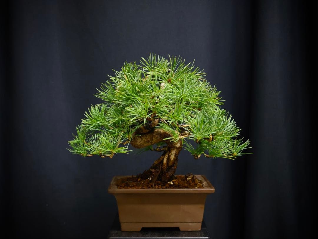 い*ん様 300人記念オークション　五葉松 小品盆栽 盆栽　樹高19cm 模様木