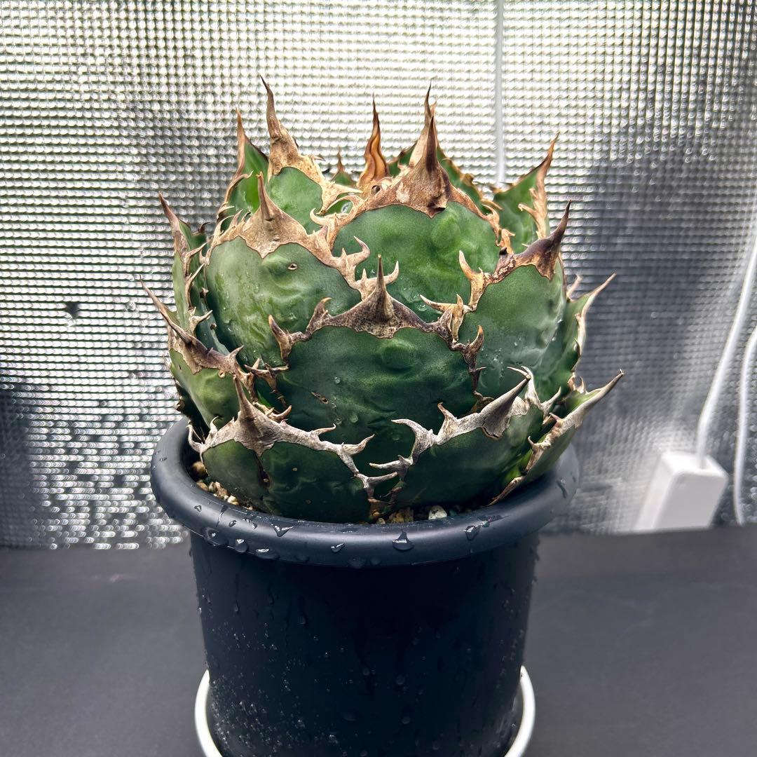 【大美株】アガベ　チタノタ　ボール株　発根済み株