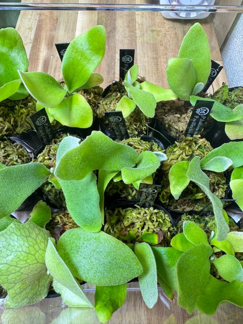 ビカクシダ　15種　⑤