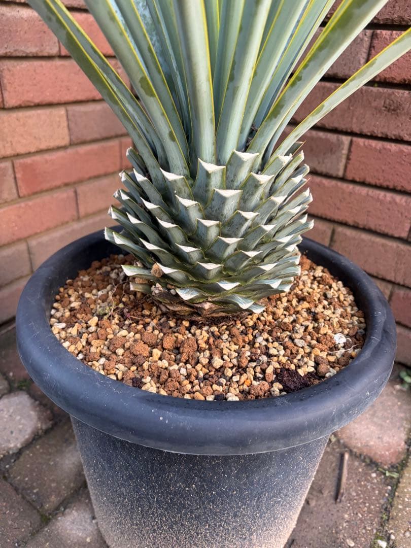 早いもの勝ち　ユッカ　リギダ　お