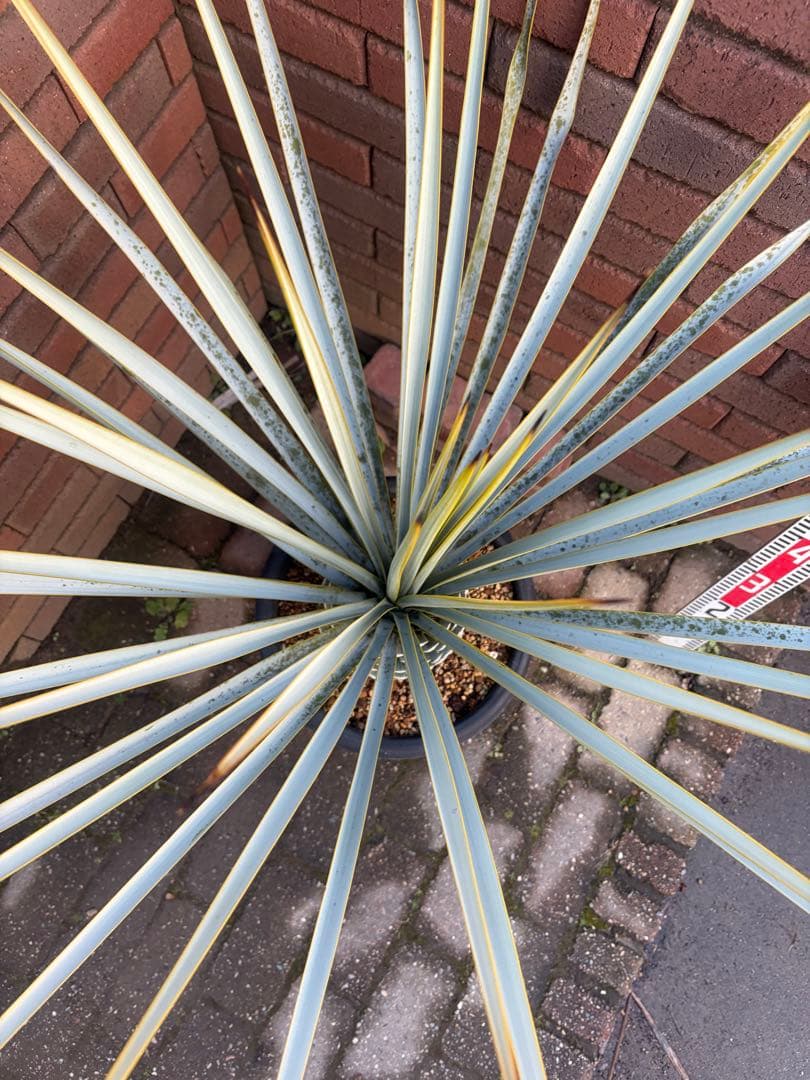 早いもの勝ち　ユッカ　リギダ　お