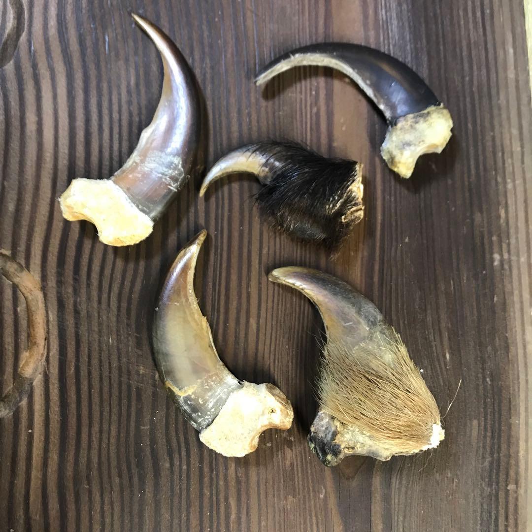 金毛　ヒグマ　巨大　爪　熊の爪