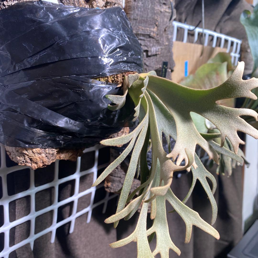 P.willinckii Jenny(TC)【中期養生株】